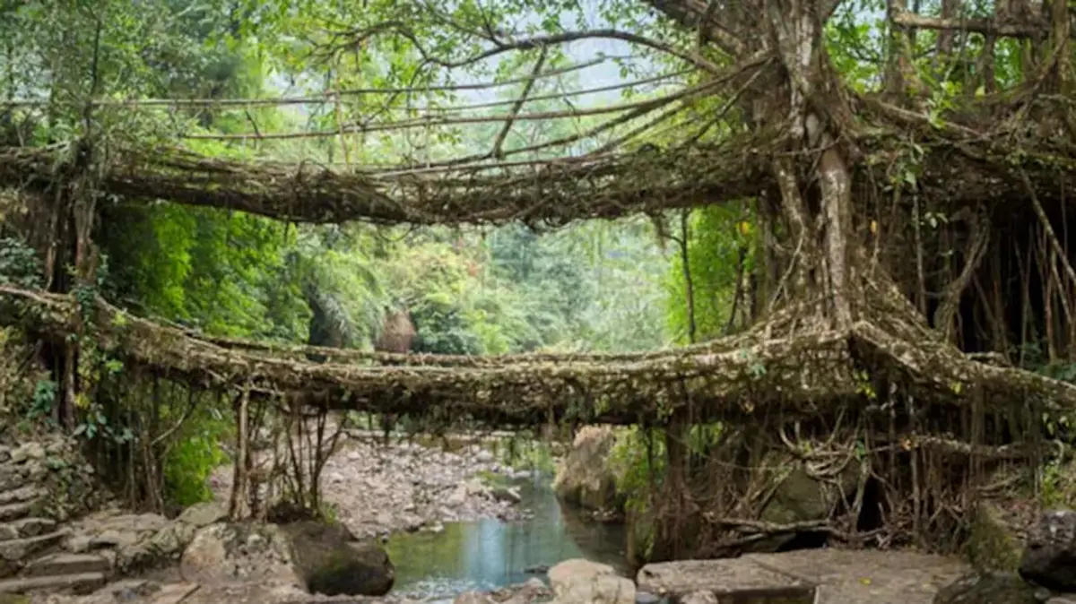 Living Root Bridges of Meghalaya