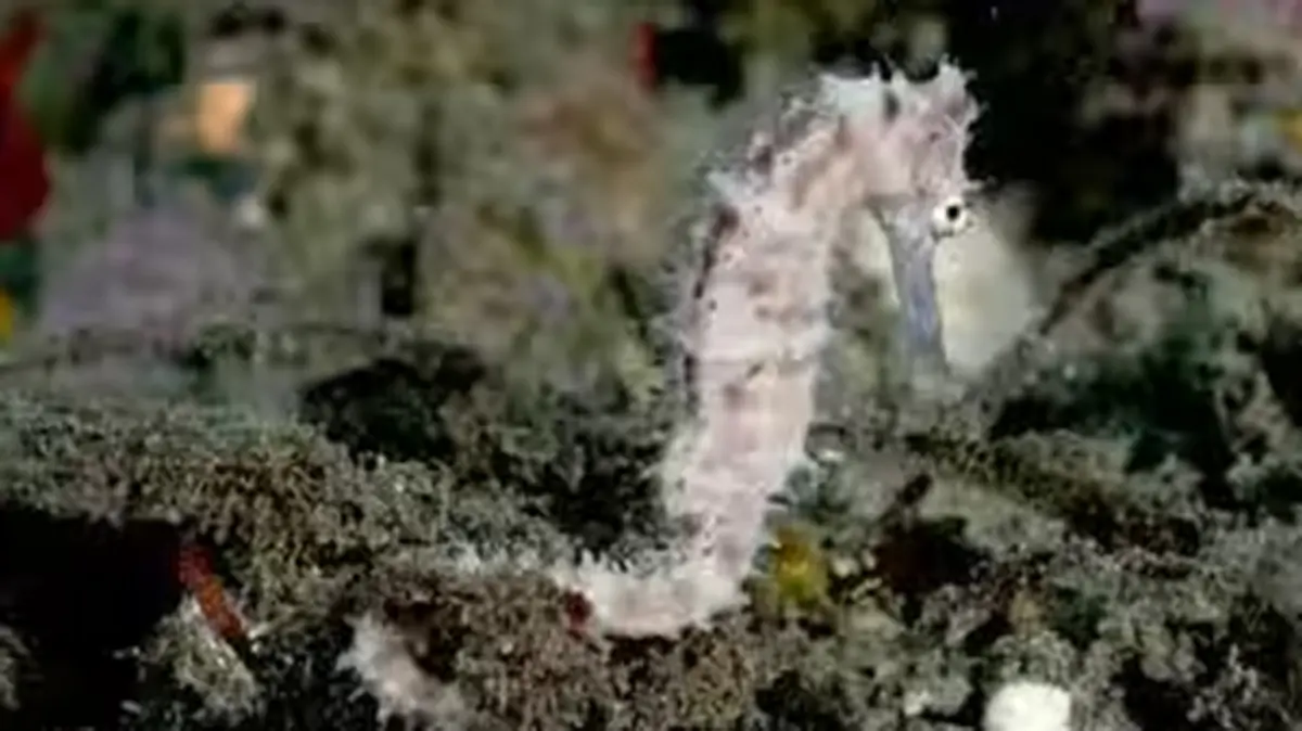 Hippocampus amandavincentae: New Indian Ocean Seahorse