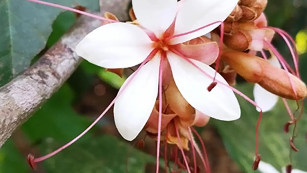 Discovery of Humboldtia nairiana – A New Tree Species