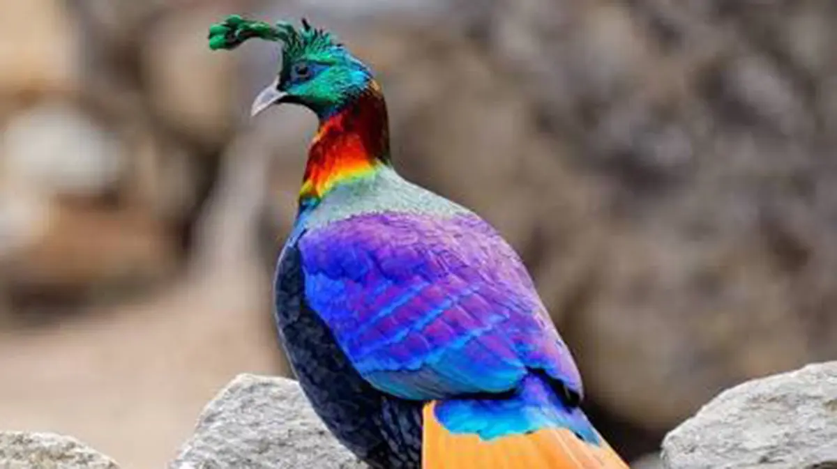 Himalayan Monal: Noise Raises the Pitch of Its Calls at Chopta