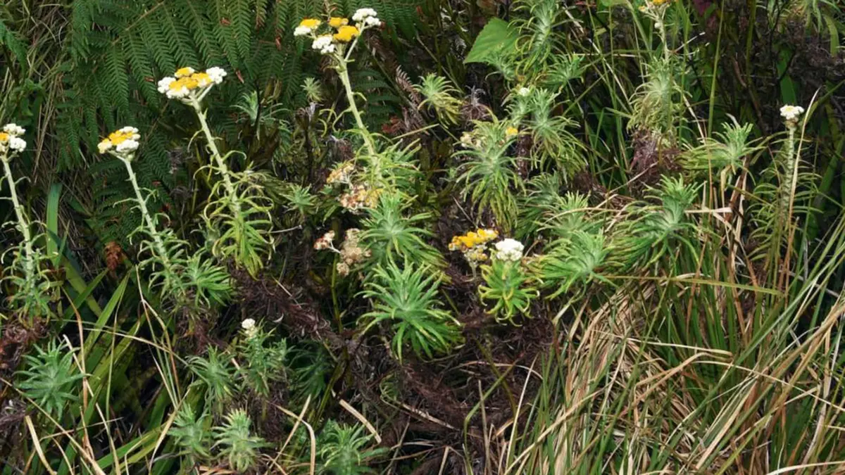 Anaphalis sahyadrica – New Plant Species in the Western Ghats