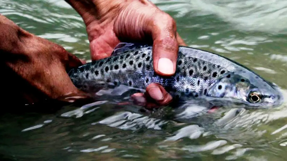 India’s Cold Water Fisheries – tapping the blue economy