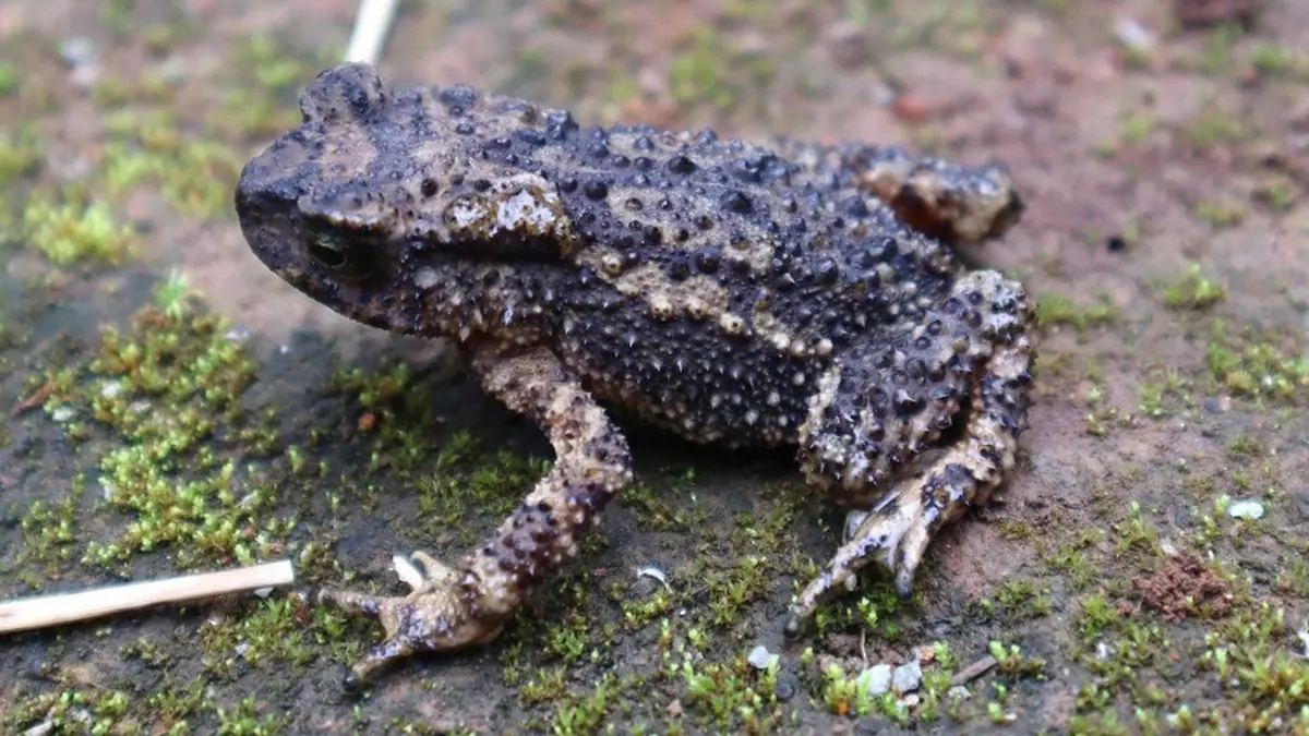 Discovery of Duttaphrynus dhara – a new toad species from Meghalaya