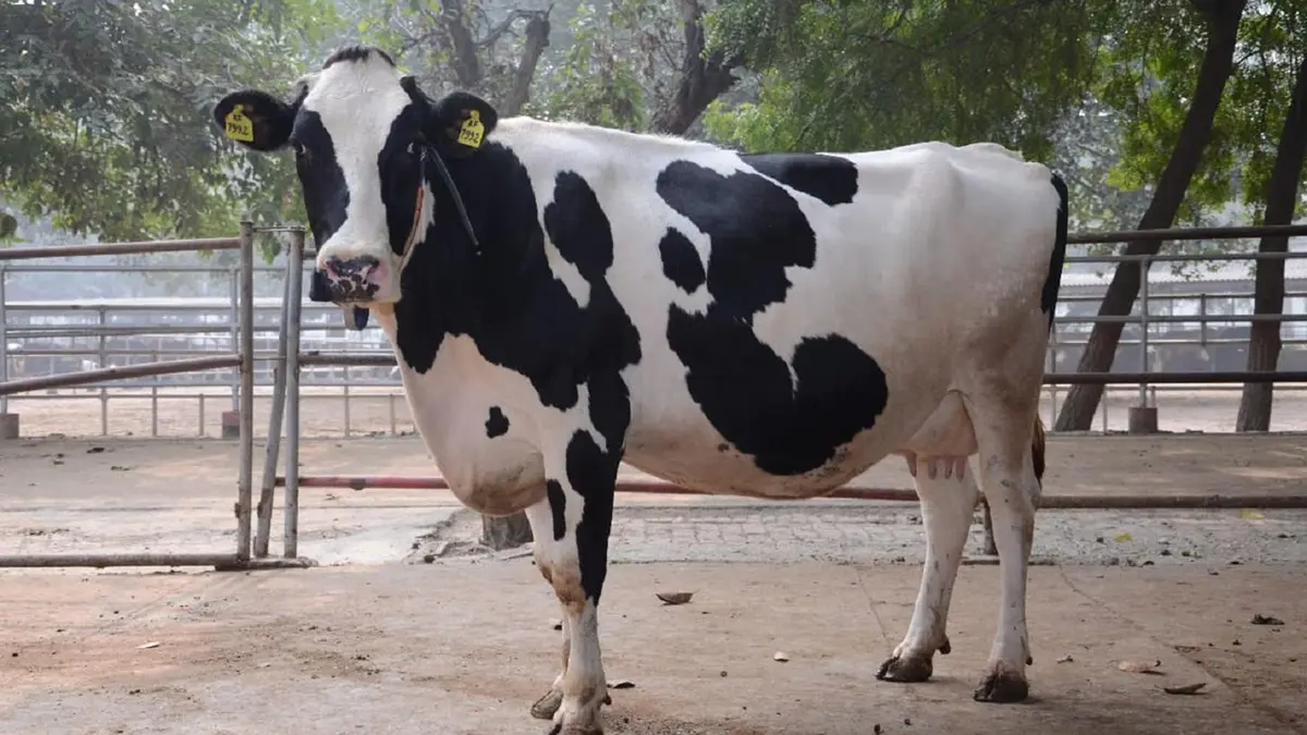 Vrindavani and Karan Fries – High‑Yielding Dairy Cattle