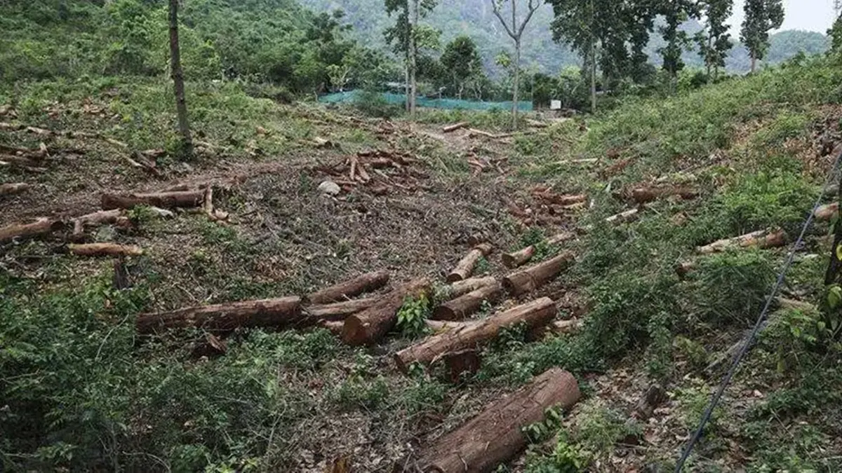 Anavaran Portal for Deforestation Alerts