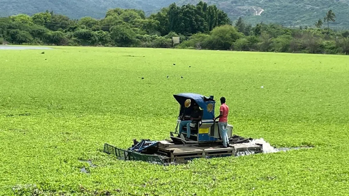 Water Lettuce Overruns Lake Suchitlan