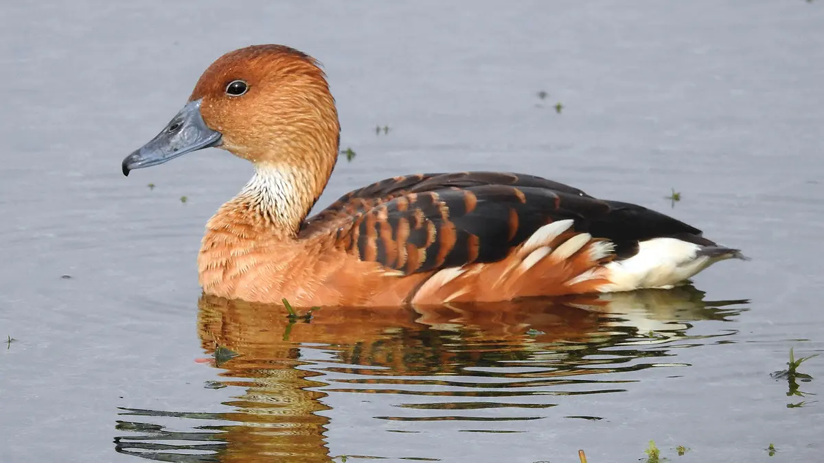 Fulvous Whistling Duck: Rare Malappuram Wetland Record