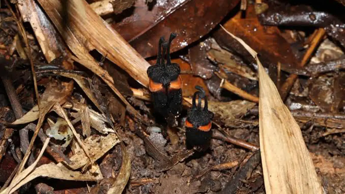 Thismia daemona: Critically Endangered Plant from Thailand