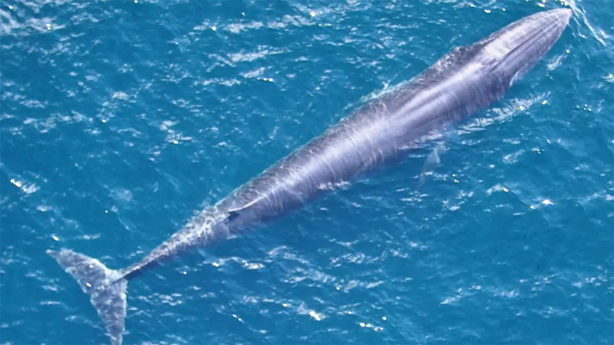 Rice’s Whale – Saving a Critically Endangered Species