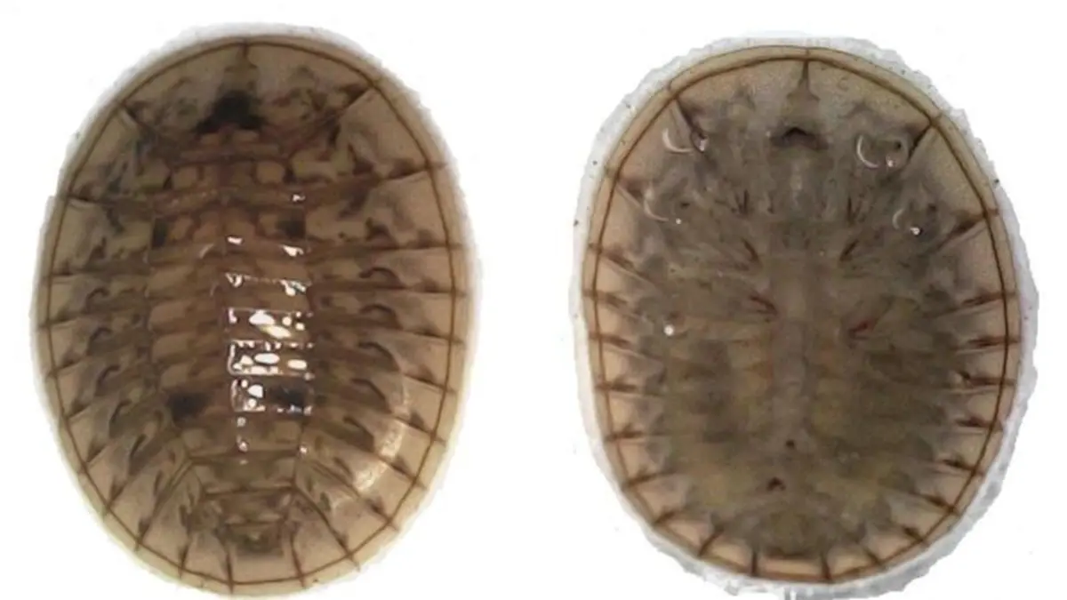 Jaechanax kuranganiensis – A New Water‑Penny Beetle in Tamil Nadu