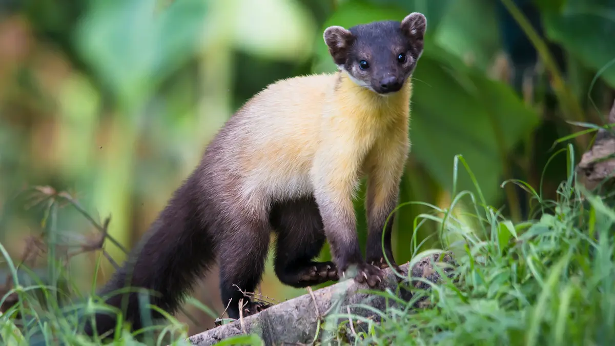 Yellow‑Throated Marten – A Vibrant Forest Predator