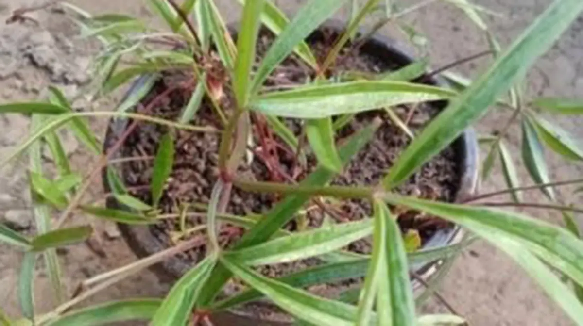 Tetrataenium manipurense: Manipur's Market Herb Is a New Species
