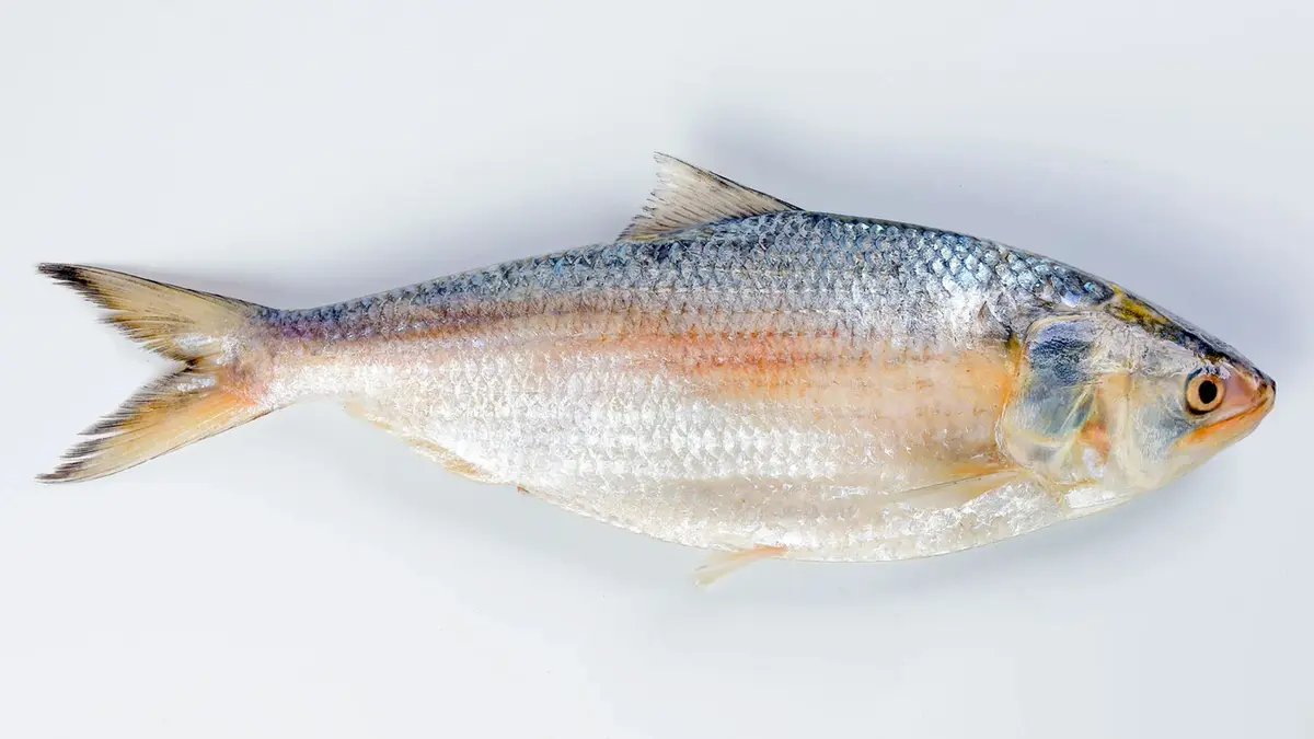 Hilsa: 500 Tonnes Cross Petrapole from India to Bangladesh