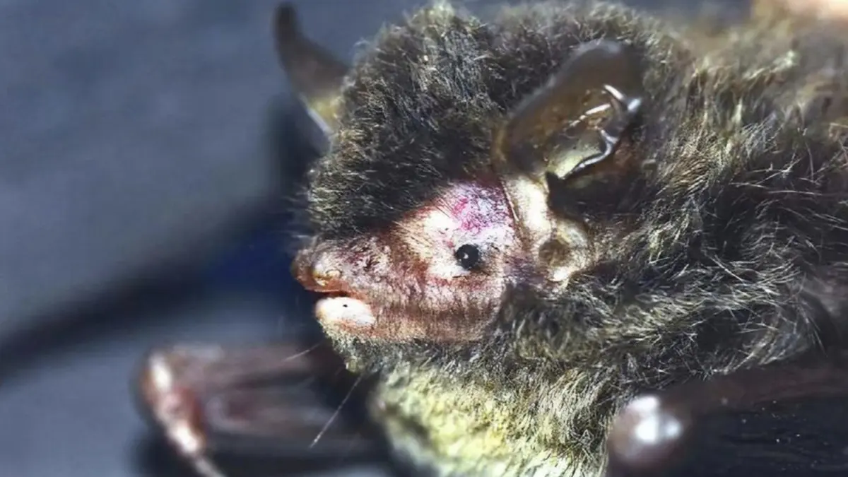 Animal and Plant Discoveries 2025