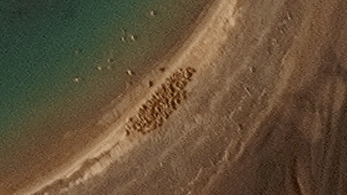 Svalbard – Norway’s Arctic archipelago and new walrus haul‑out