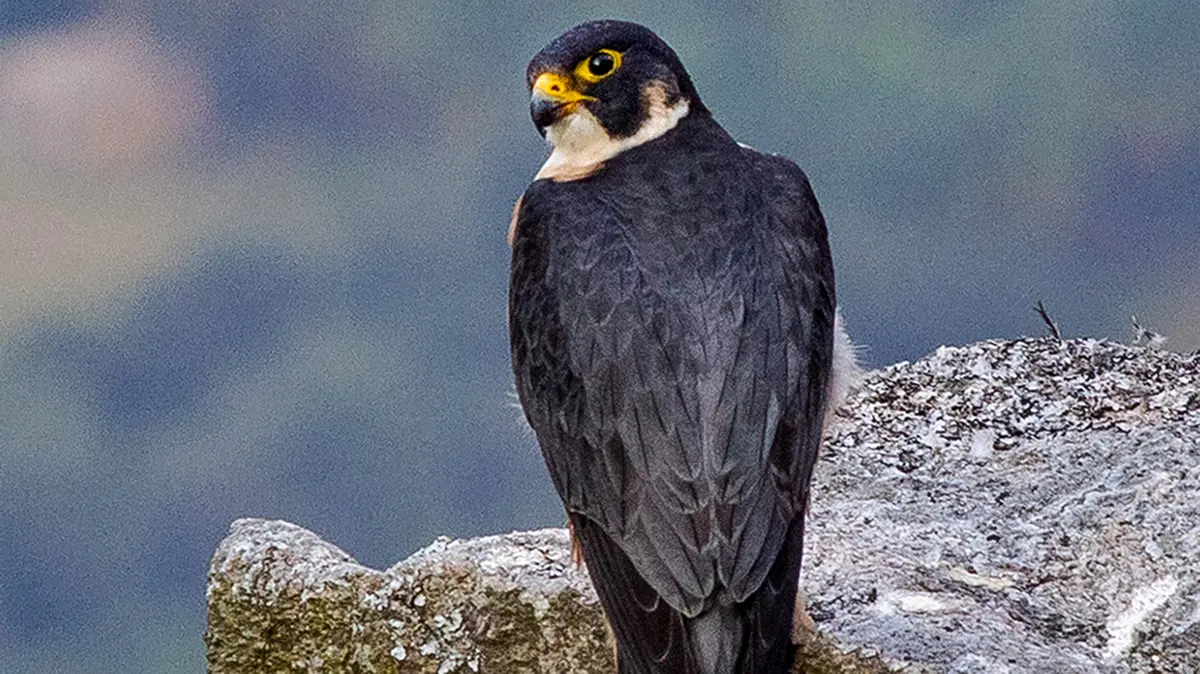 Shaheen Falcon (Black Peregrine) and its urban nesting in Kochi