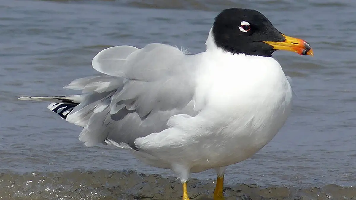 Pallas’s Gull and Chandratal Lake – Rare Migratory Bird Sighting in Spiti Valley