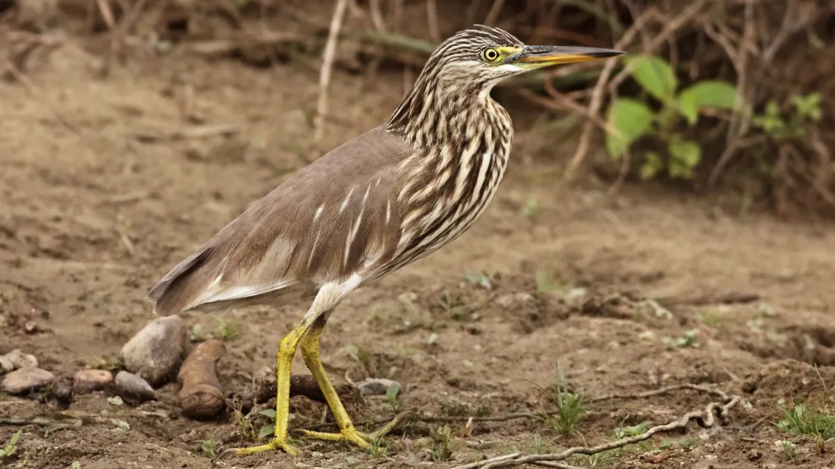 Indian Pond Heron
