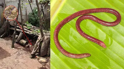 Gegeneophis chandgadi: New Caecilian from Kolhapur's Ghats