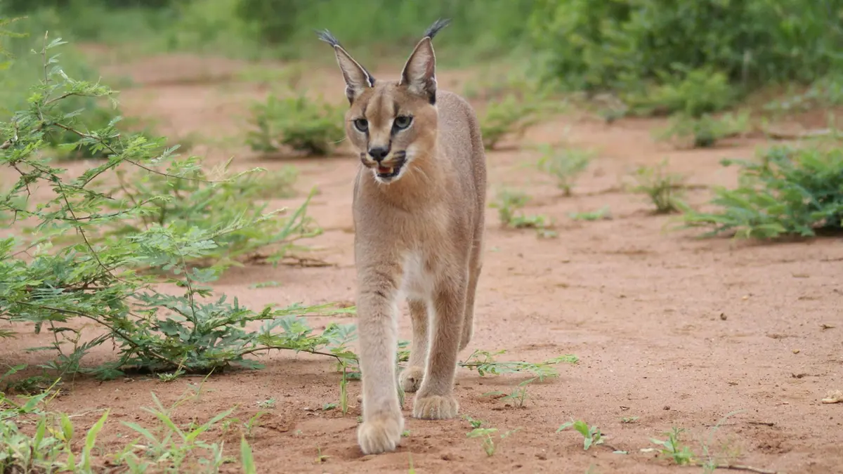 Caracal – The Tuft‑Eared Wild Cat