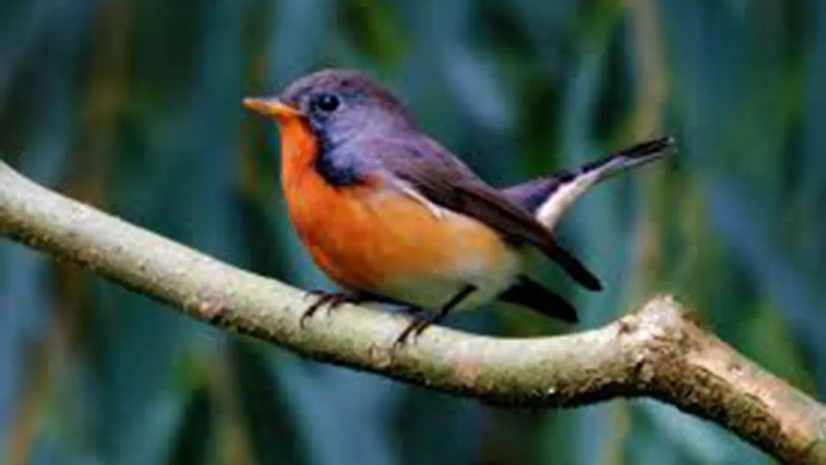 Kashmir Flycatcher sighted in Kerala’s wetlands
