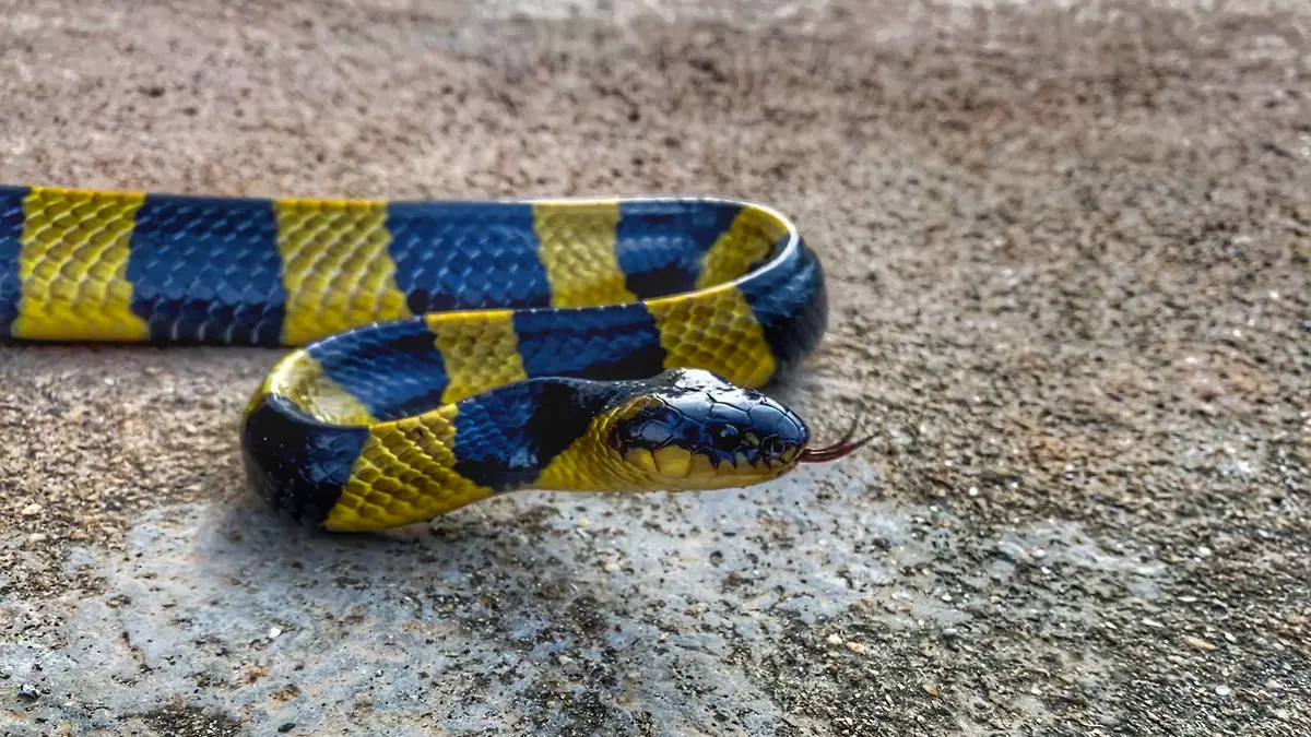 Banded Krait: a nocturnal predator in the spotlight