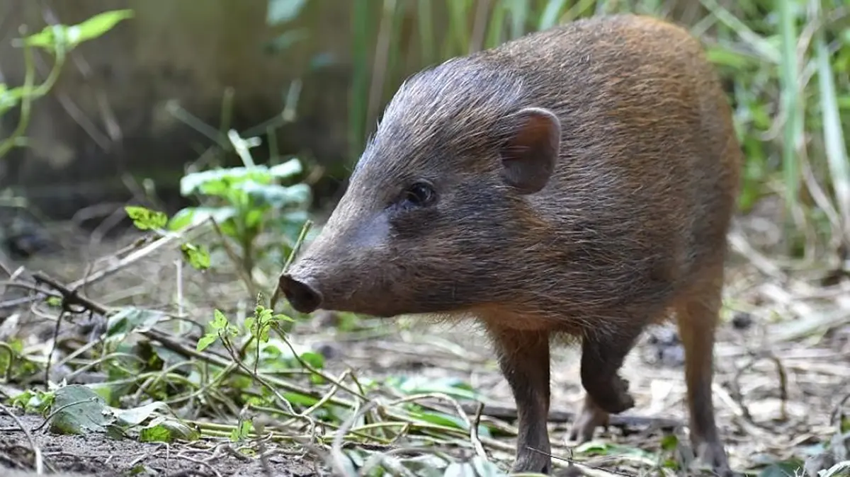 Pygmy Hog: Added to India's Species Recovery Programme