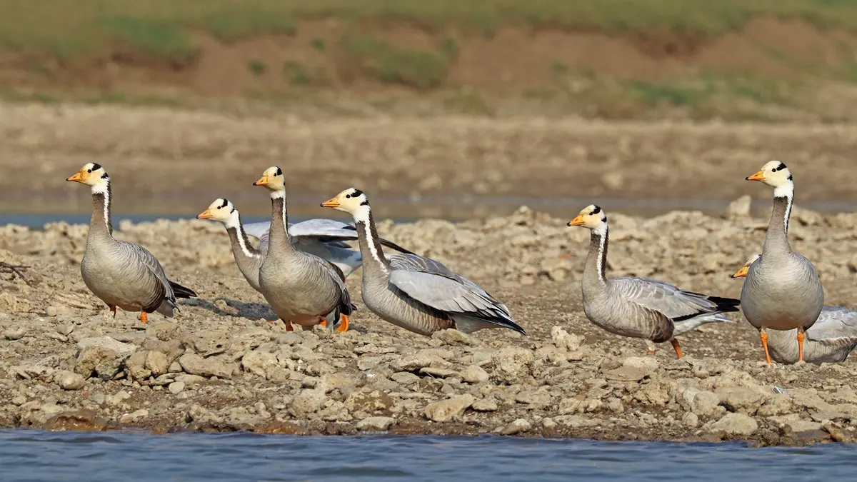 Bar‑Headed Goose – High‑Altitude Migrant