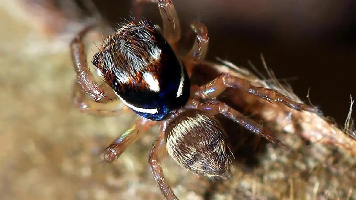 Three New Jumping Spider Species