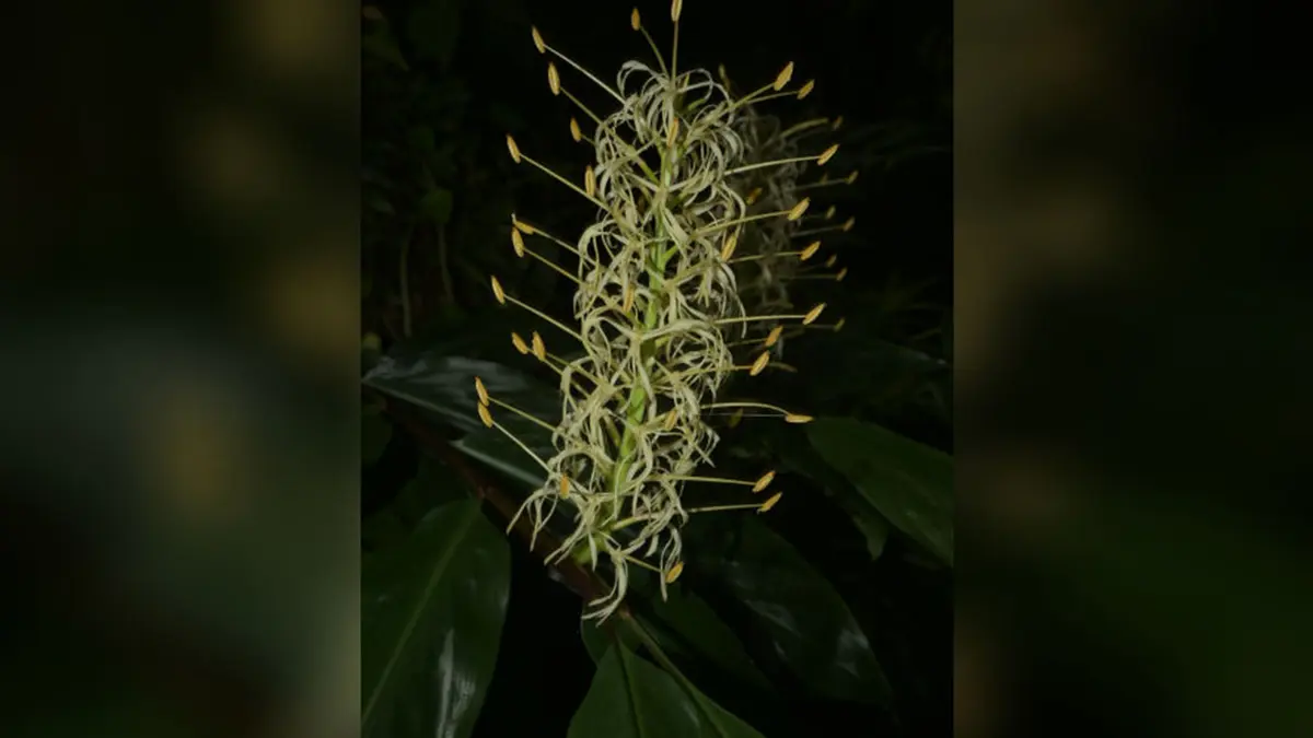 Hedychium zubeengargianum: A New Ginger Lily
