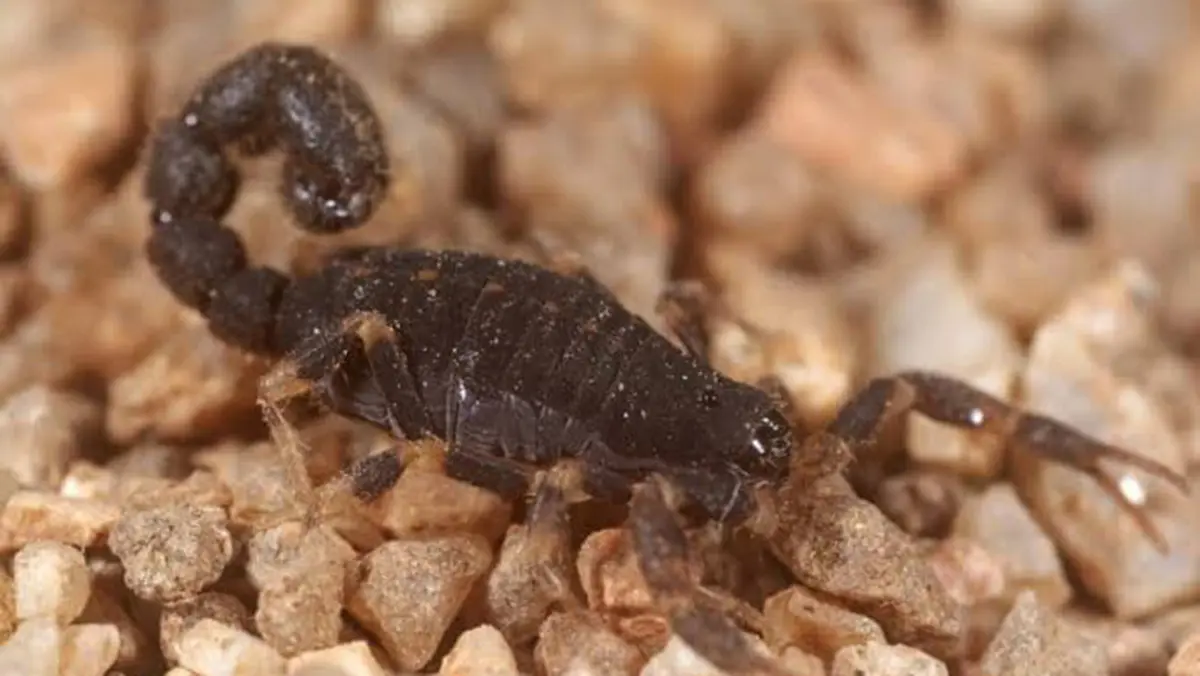 Liocheles gracilipalpus: New Scorpion Species in Jammu & Kashmir