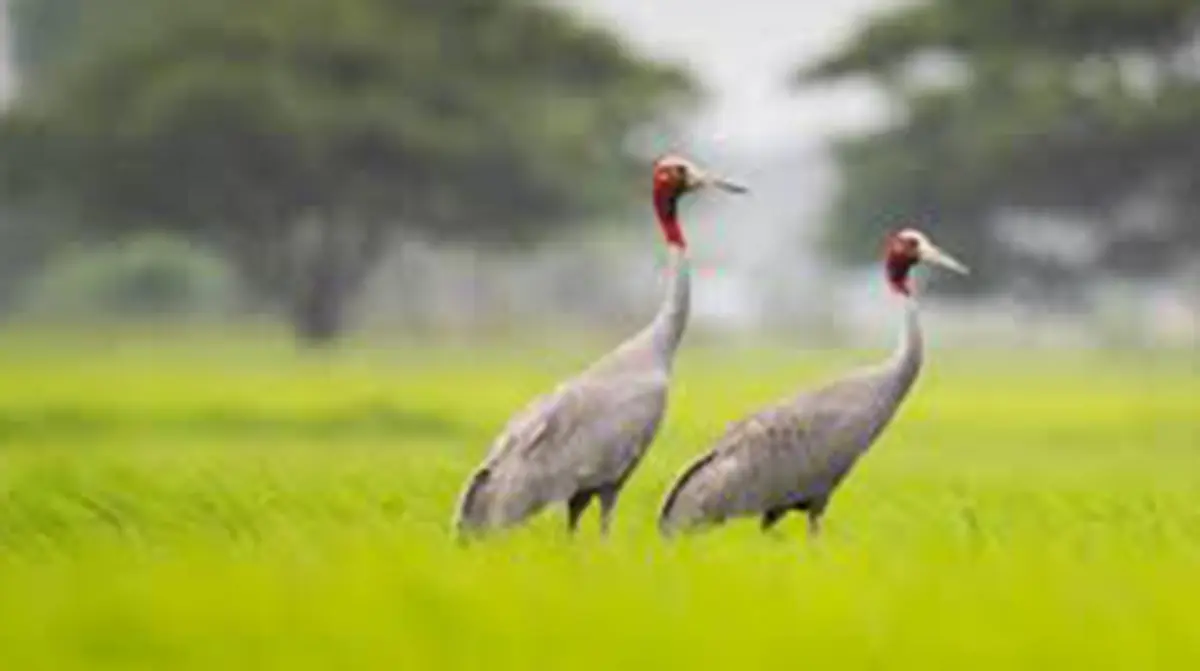 Sarus Crane Numbers Rise in Uttar Pradesh