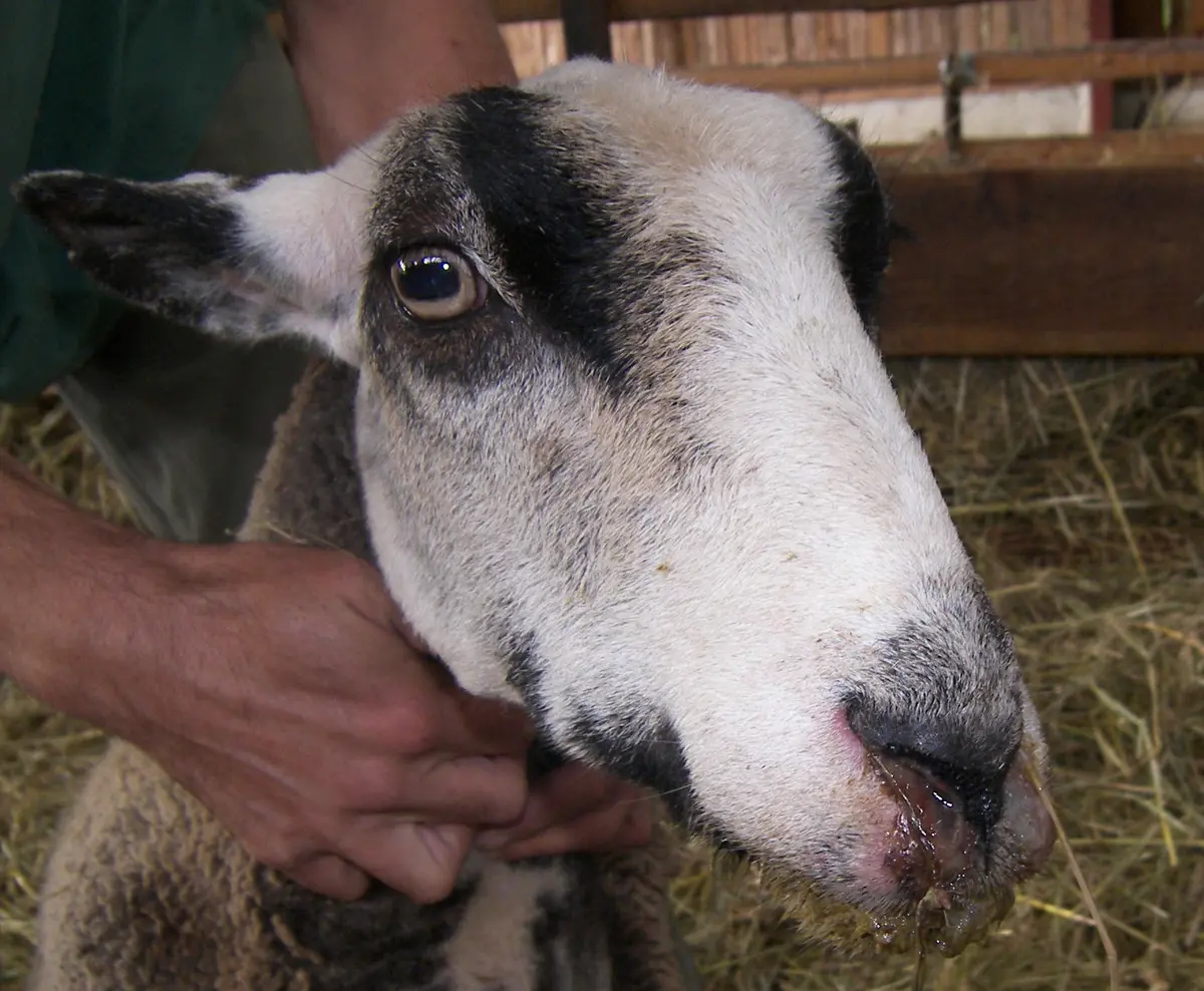 Bluetongue Virus – A Threat to Ruminants