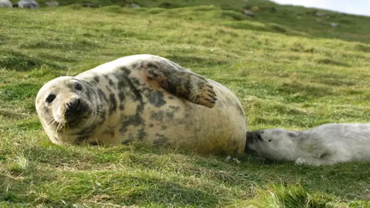 Complexity of Grey Seal Milk