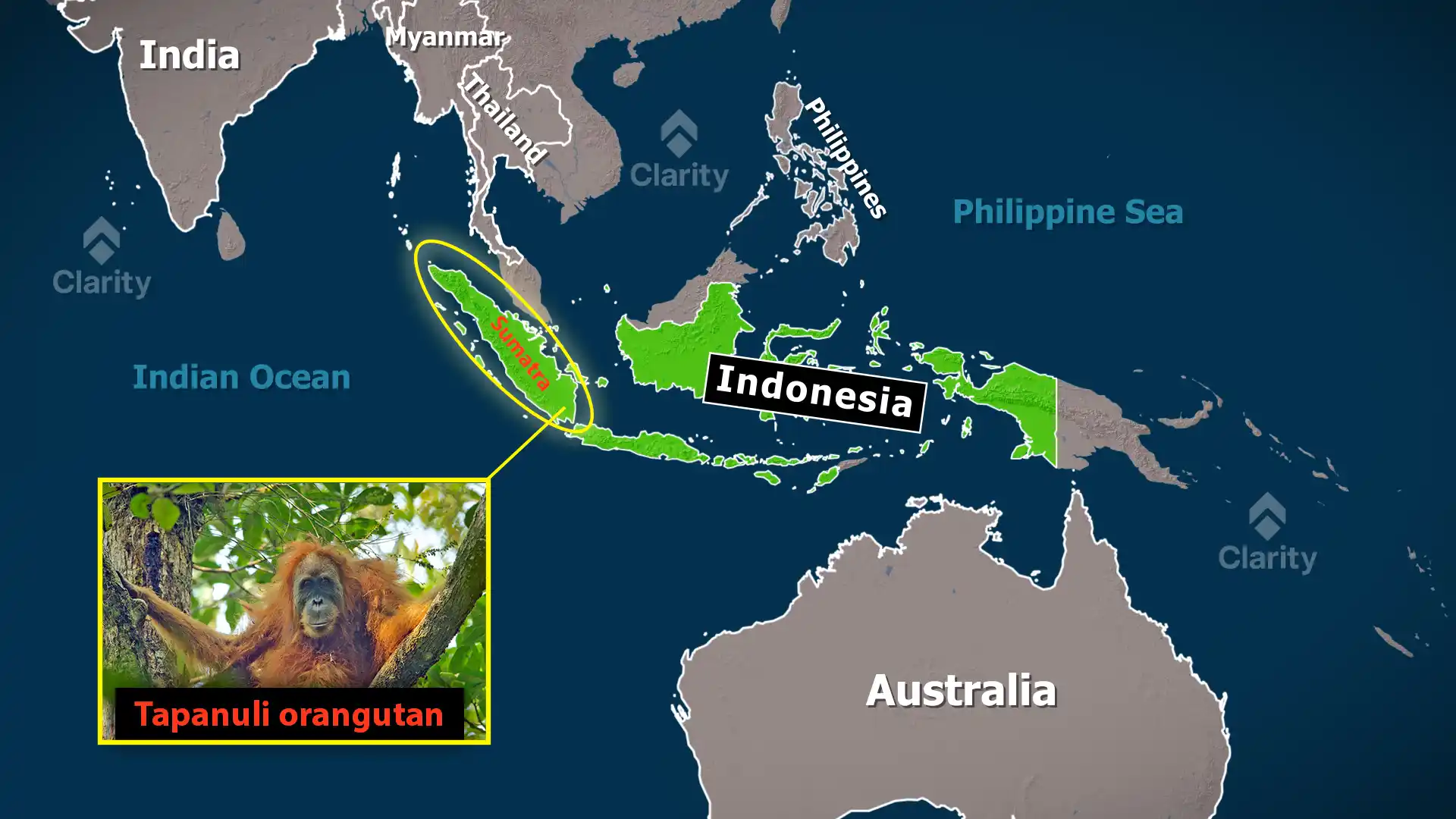 Tapanuli Orangutan Population Threatened by Cyclone Senyar
