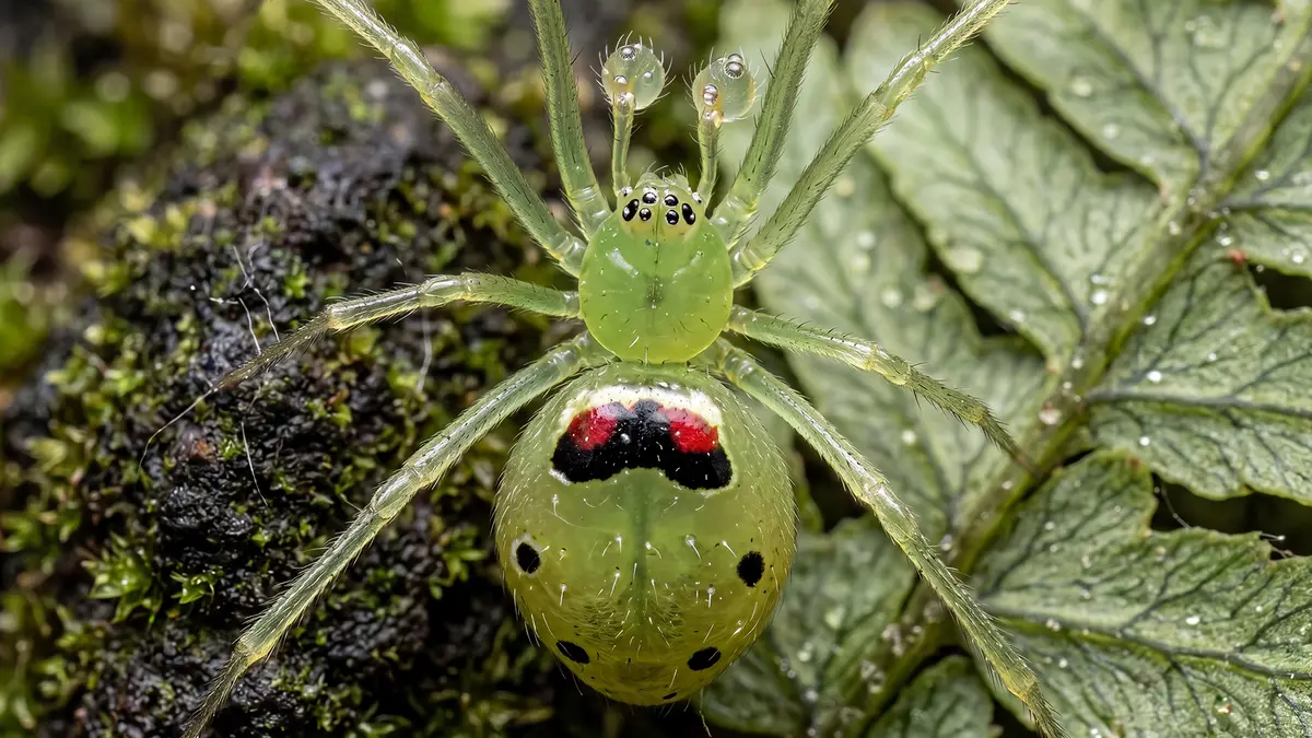 Theridion Himalayana – A New Happy‑Face Spider