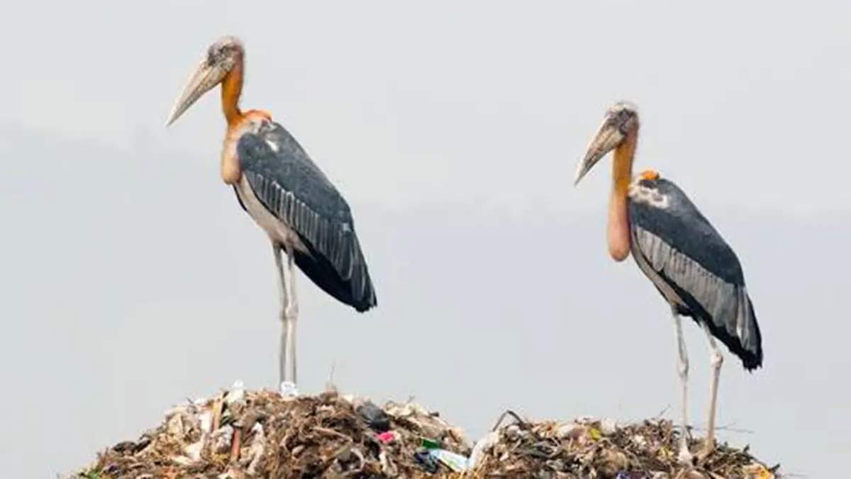 Hargila – conserving the endangered Greater Adjutant stork