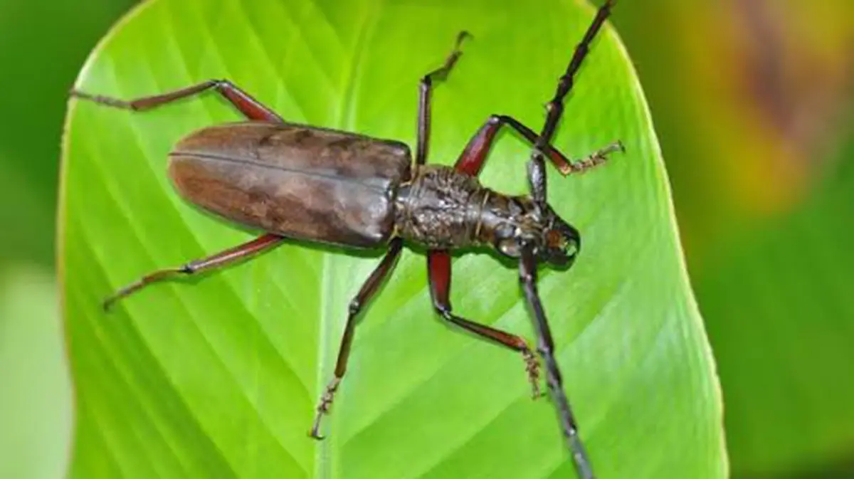 Sal Borer Infestation