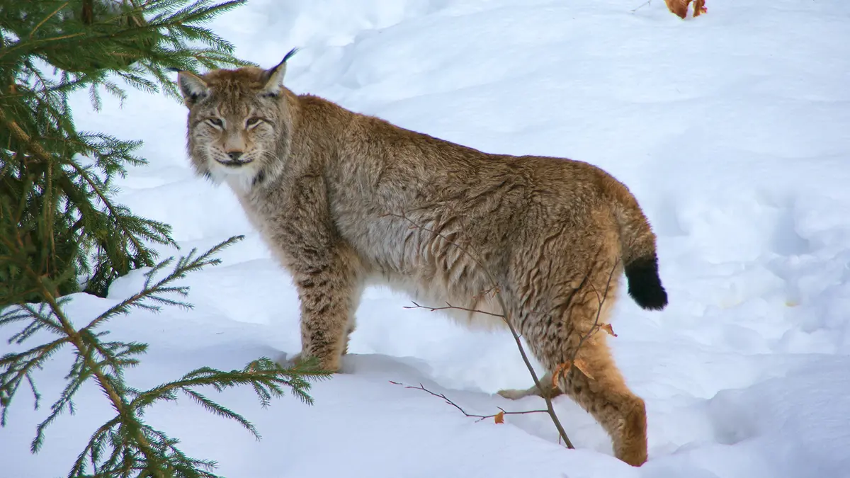 Eurasian Lynx Spotted in Sikkim