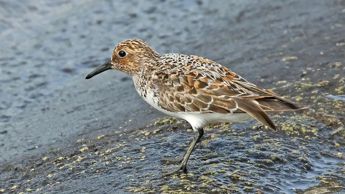 Sanderling: A 7,400 km Journey from Australia to the Andamans