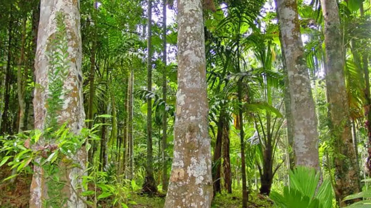 Assam’s First Legal Agarwood Export