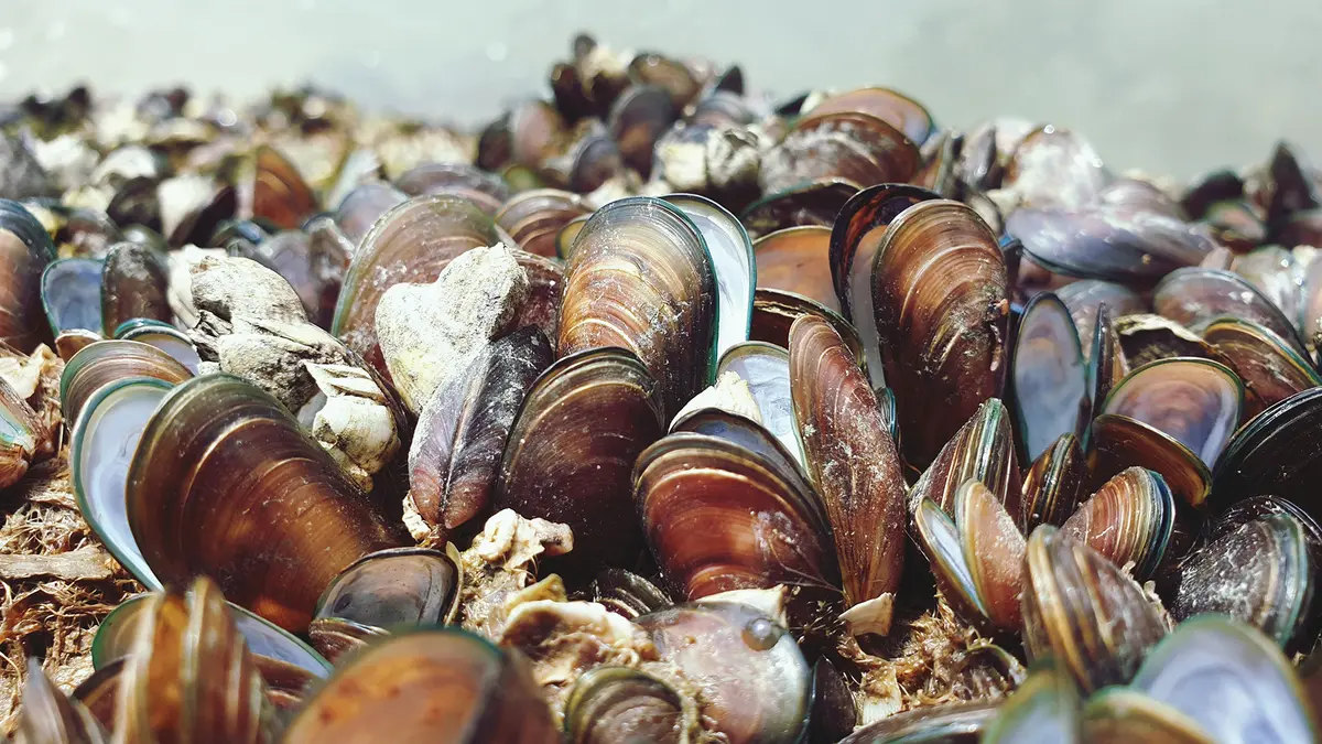 Mussels – Natural detectors of microplastics in the Mediterranean