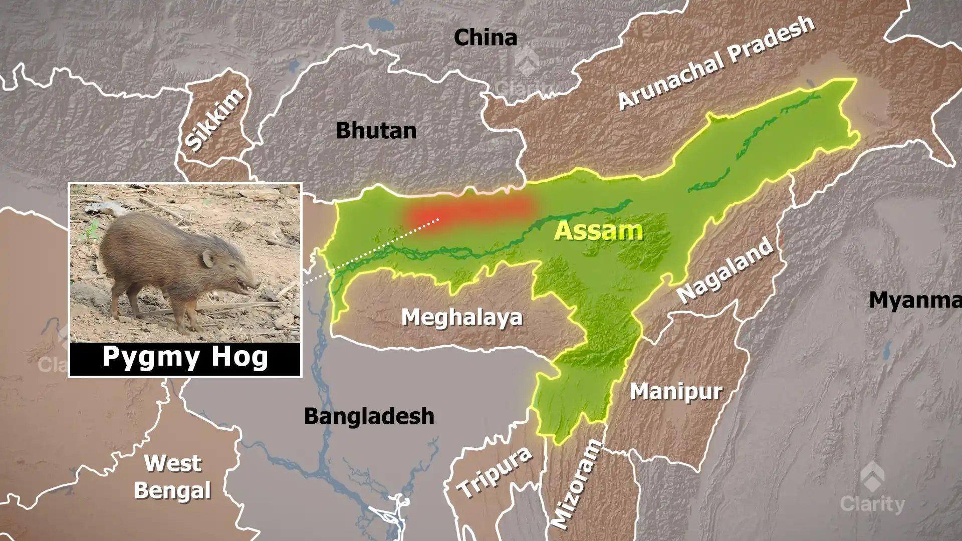 Pygmy hog – Protecting the world’s smallest wild pig