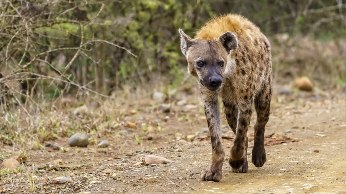 Striped Hyena (Hyaena hyaena)