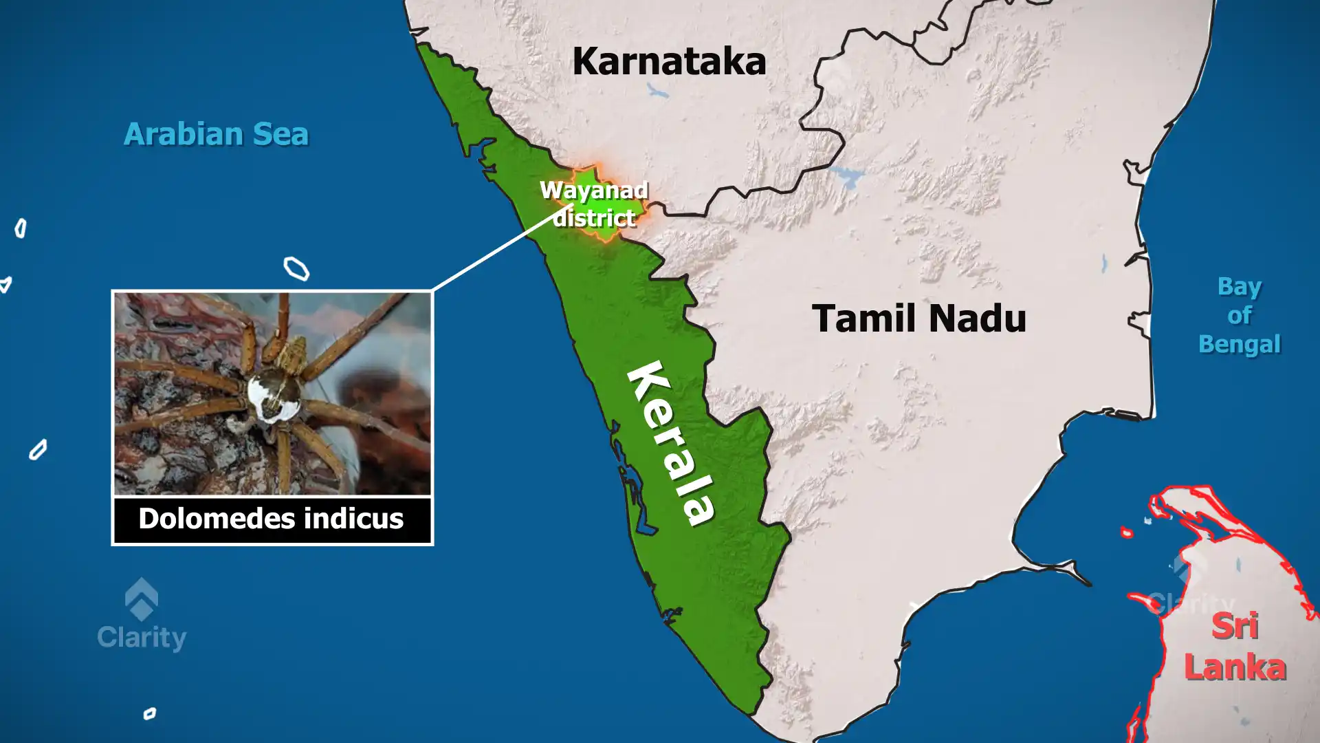 Dolomedes indicus – India’s First Raft Spider
