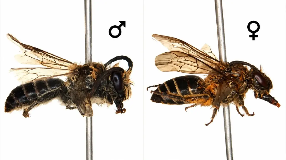 Colletes bhutanicus: Himalayan Bee Recorded in India