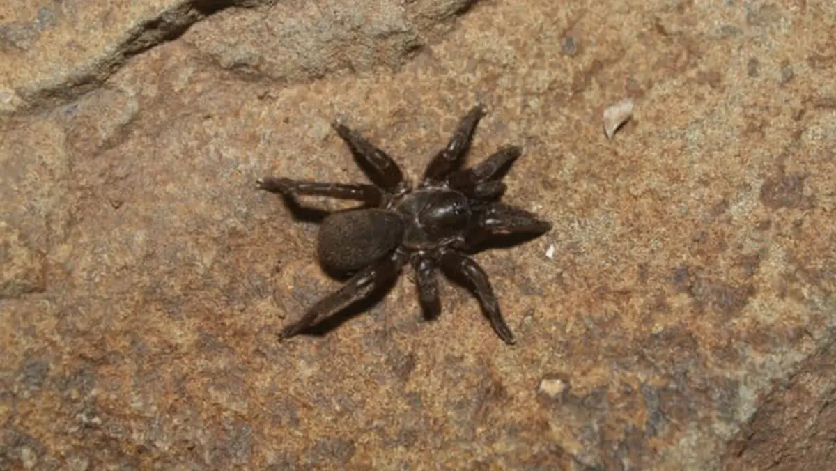 Tigidia singhal – A New Trapdoor Spider from Deccan Grasslands