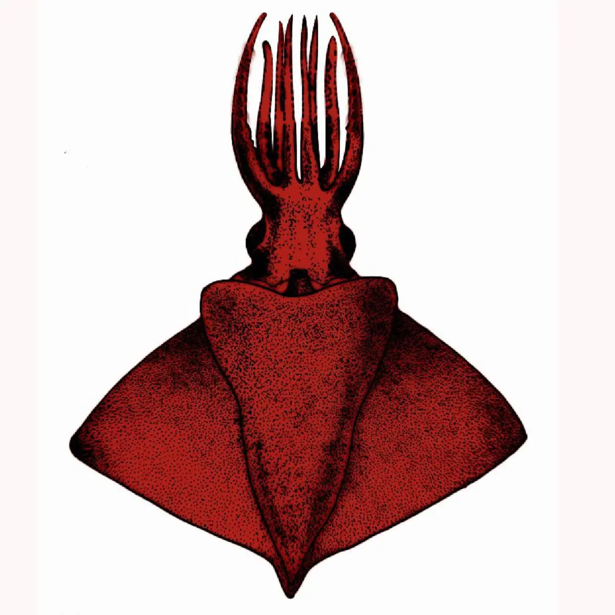 Taningia silasii – deep‑sea squid found off the Kerala coast