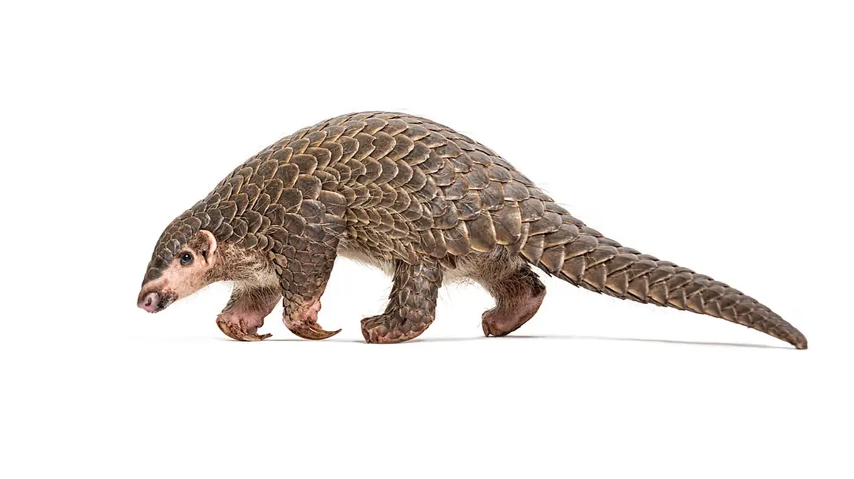 Himalayan Pangolin Revalidated as a Distinct Species