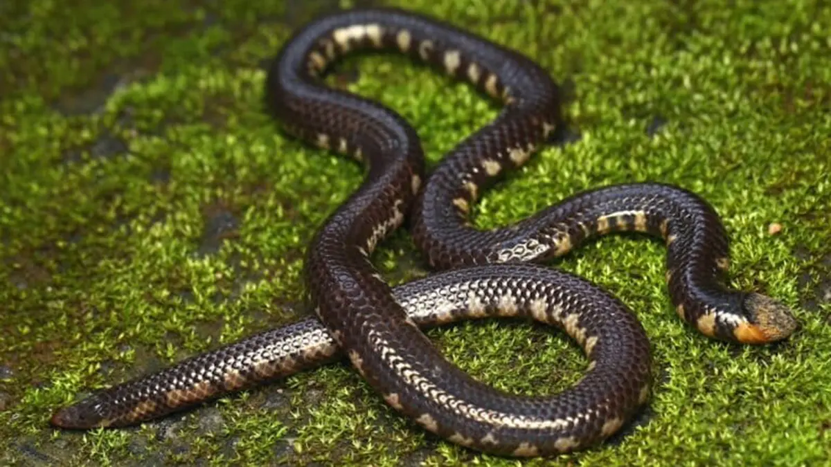 Rhinophis siruvaniensis – New Shieldtail Snake